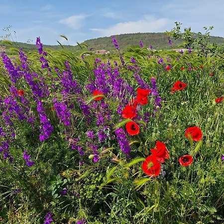 Daire Daisy K 48 Harmony Hills *